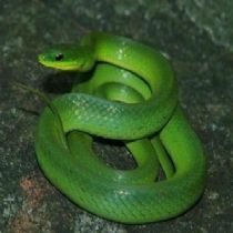 梦见绿色花纹蛇