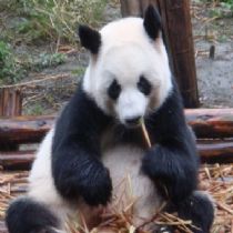 孕妇梦见熊猫